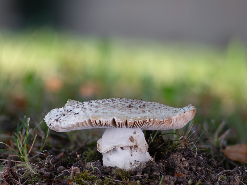 Amanita echinocephala